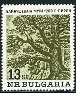 bulgaria-oldtree.jpg